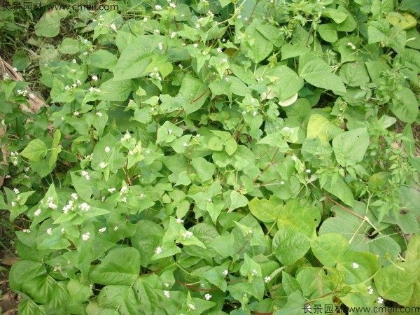 苦蕎麥種子發芽出苗圖片