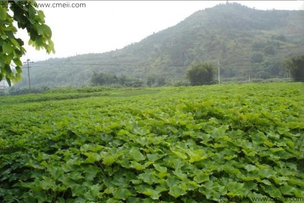 麻瘋樹(shù)種子發(fā)芽出苗圖片