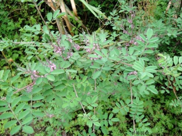 馬棘種子發(fā)芽出苗圖片