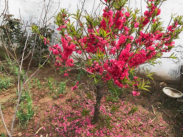 蟠桃樹苗開花圖片