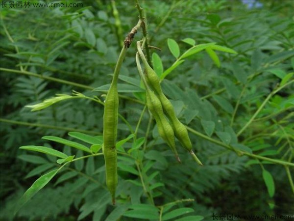 苦參種子發芽出苗圖片