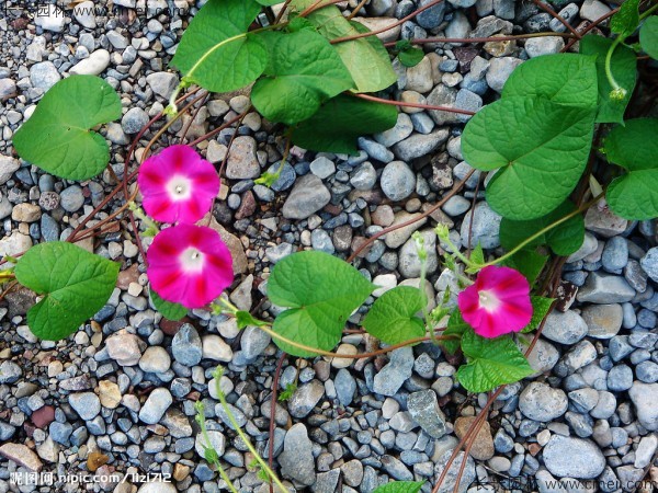 牽?；ǚN子發芽出苗開花圖片