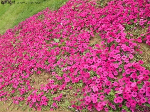 牽牛花種子發芽出苗開花圖片