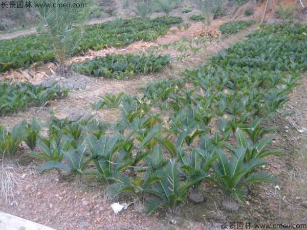 鐵樹種子發芽出苗圖片