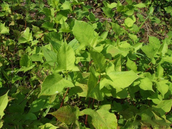 甜蕎麥種子發芽出苗圖片