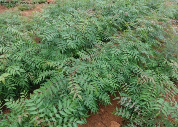 黃連木種子發芽出苗圖片