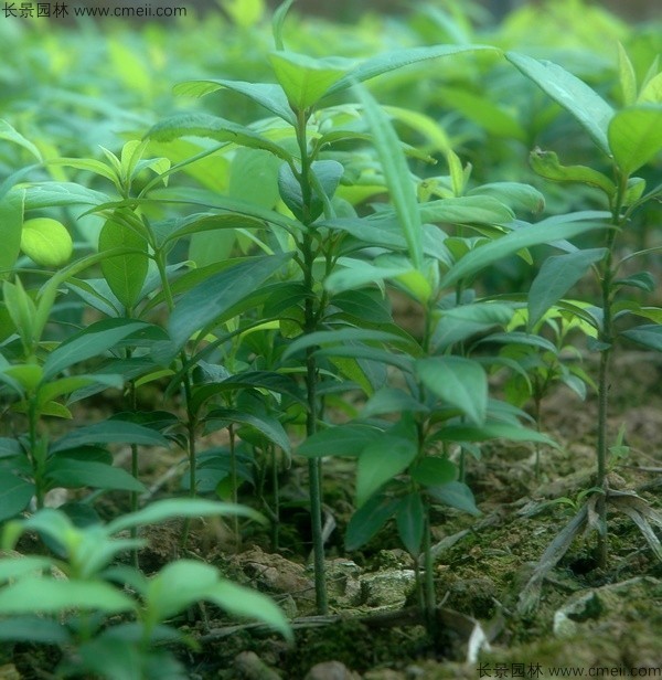 楠木種子發芽出苗圖片