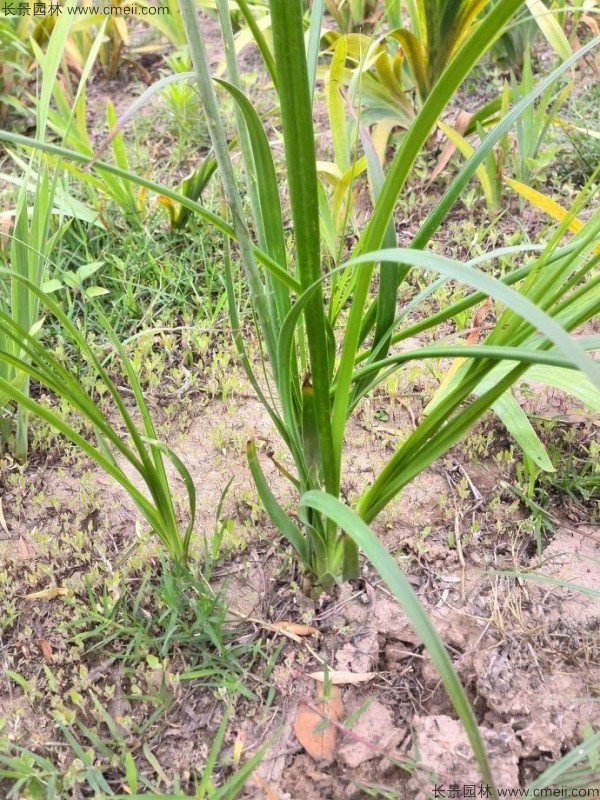 知母種子發芽出苗圖片