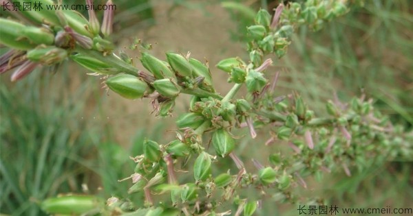 知母種子發芽出苗圖片