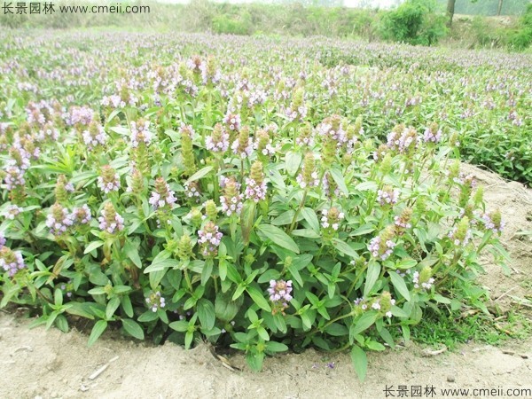 夏枯球種子發(fā)芽出苗開花圖片