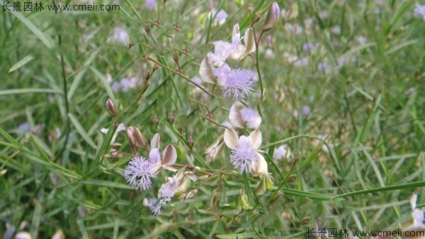 遠志種子發芽出苗開花圖片