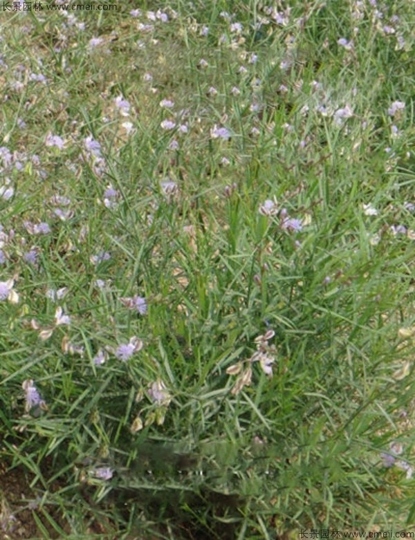 遠志種子發芽出苗開花圖片