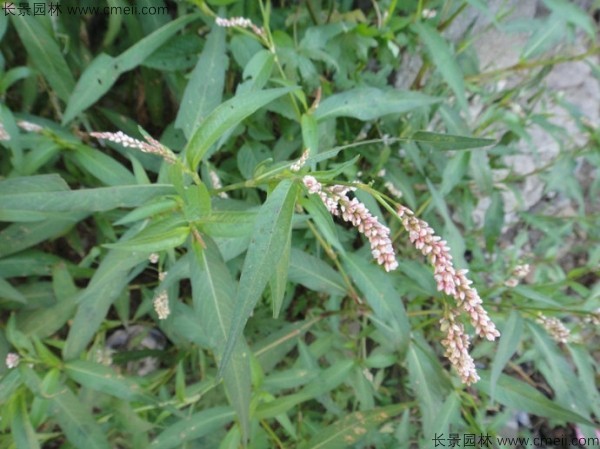 水紅花種子發芽出苗開花圖片