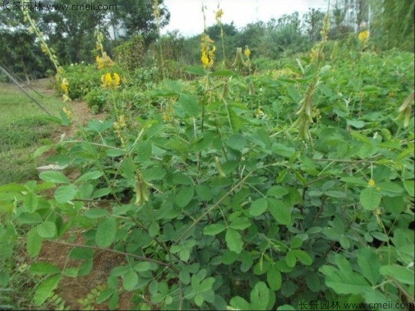 豬屎豆種子發芽出苗圖片