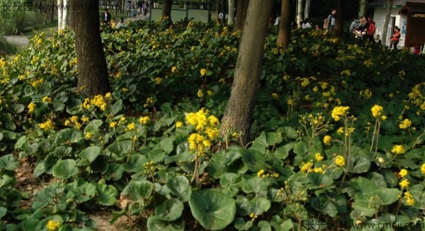 大吳風草種子發(fā)芽出苗開花圖片