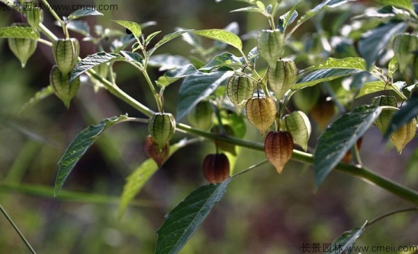 錦燈籠種子發芽出苗圖片