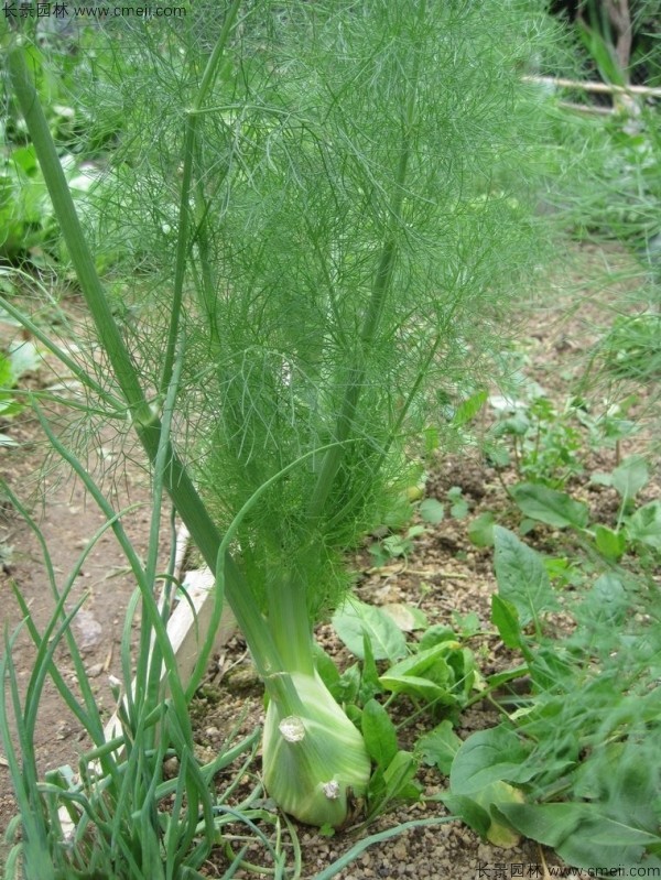 茴香種子發芽出苗圖片