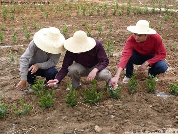 茶樹種子發芽出苗圖片