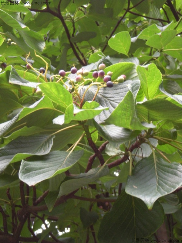 燈臺(tái)樹(shù)種子圖片