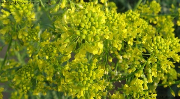 板藍(lán)根種子發(fā)芽出苗開(kāi)花圖片