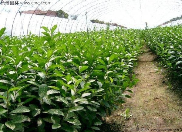 鈣果種子發芽出苗開花結果圖片