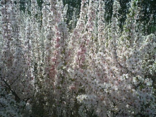 鈣果種子發芽出苗開花結果圖片