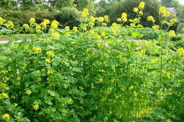 白芥子種子發芽出苗開花圖片