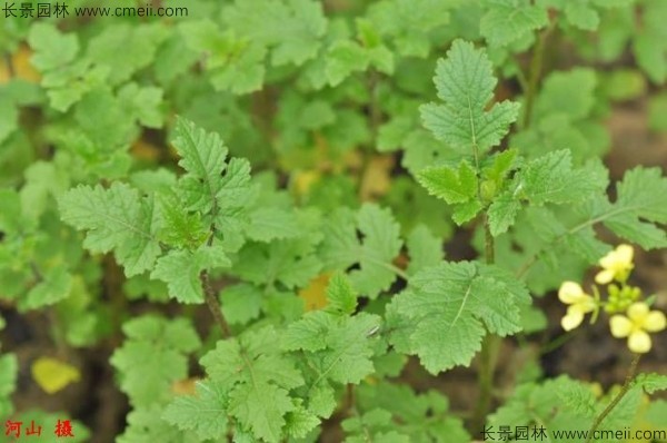 白芥子種子發芽出苗開花圖片