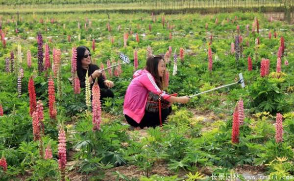 羽扇豆種子發芽出苗開花圖片