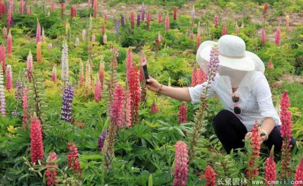 羽扇豆種子發芽出苗開花圖片