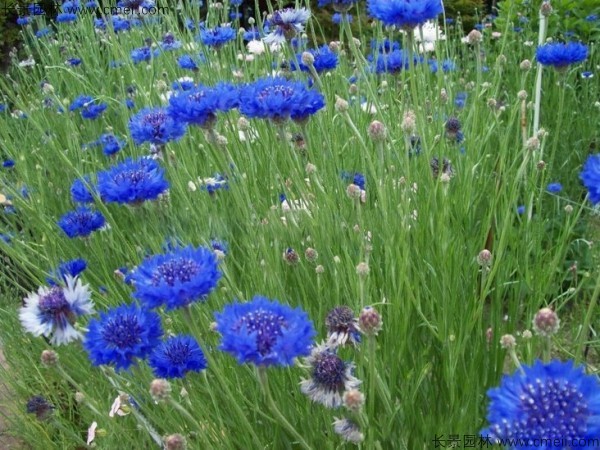 矢車菊種子發芽出苗開花圖片