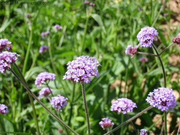 馬鞭草種子發芽出苗開花圖片