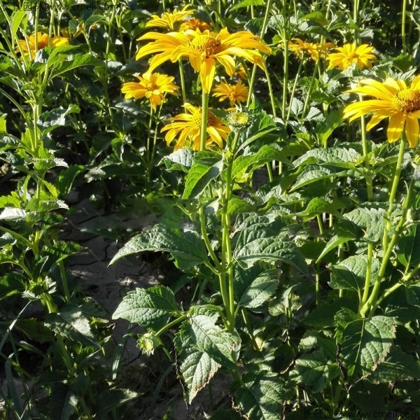 日光菊種子發芽出苗開花圖片