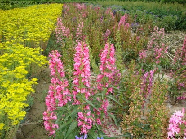 吊鐘柳種子發芽出苗開花圖片