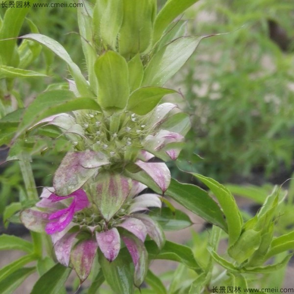 留蘭香薄荷種子發芽出苗開花圖片