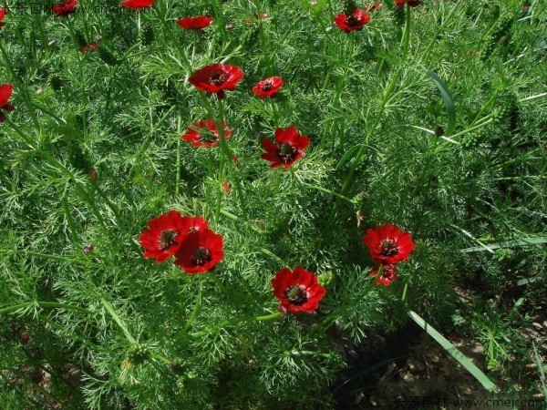 福壽花種子發(fā)芽出苗開花圖片