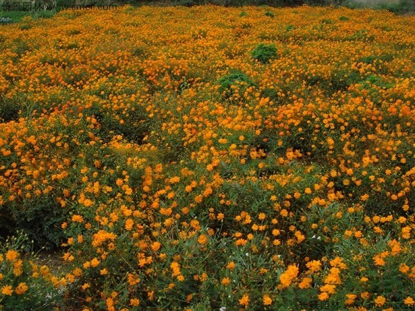 硫化菊種子發芽出苗開花圖片