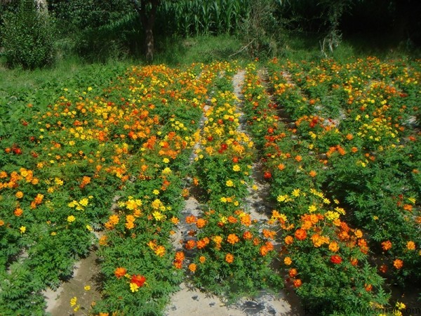 硫化菊種子發芽出苗開花圖片