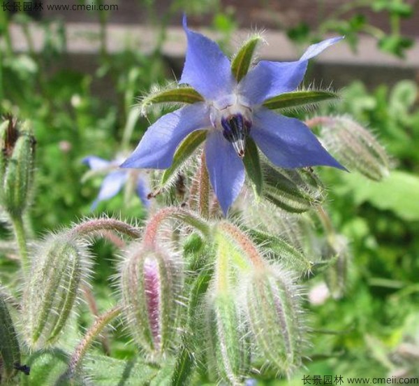 琉璃苣種子發芽出苗開花圖片