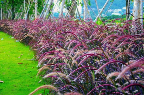 野芒草種子發芽出苗圖片