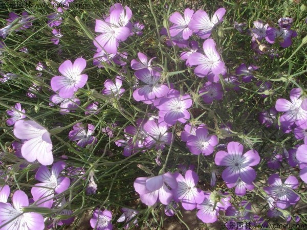 麥仙翁種子發(fā)芽出苗開花圖片