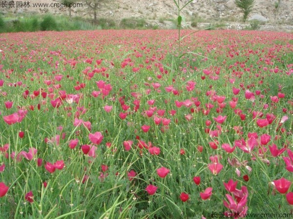 花菱草種子發芽出苗開花圖片