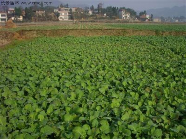 油菜籽種子發芽出苗圖片