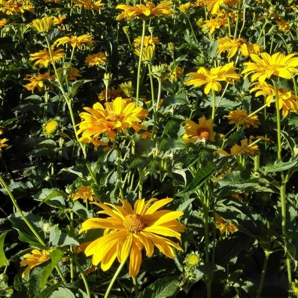 黃菊花種子發芽出苗圖片