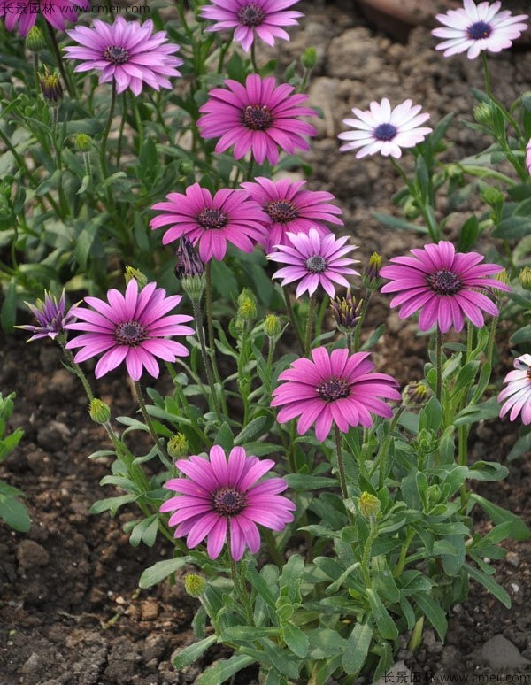 南非萬壽菊種子發芽出苗開花圖片