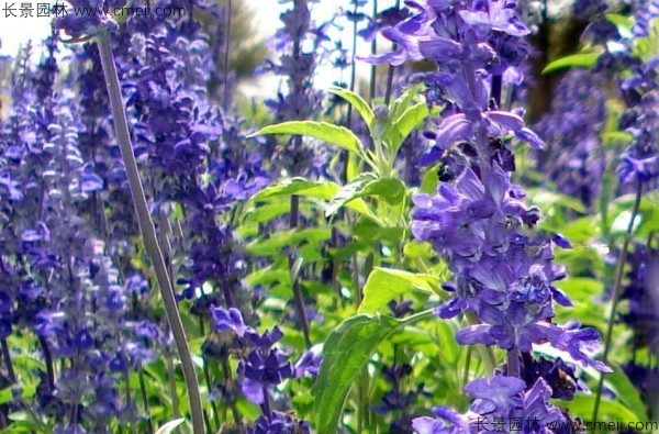 藍(lán)花鼠尾草種子發(fā)芽出苗開花圖片