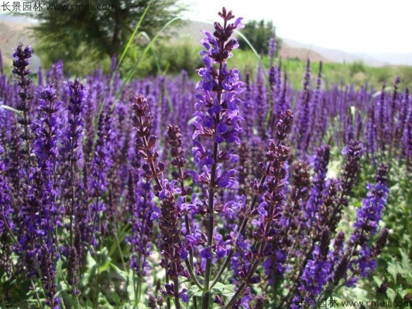 藍(lán)花鼠尾草種子發(fā)芽出苗開花圖片