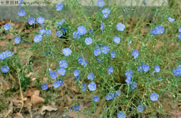 黃金亞麻種子發(fā)芽出苗開(kāi)花圖片