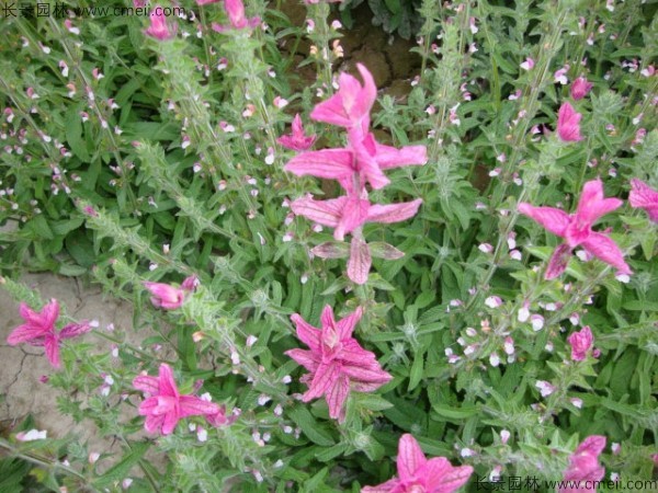 芳香鼠尾草種子發芽出苗開花圖片