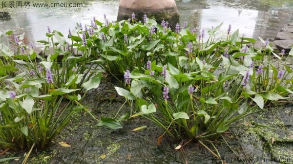 梭魚草種子發芽出苗開花圖片